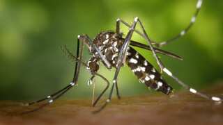 Mosquitoes becoming more prevalent and expanding their range due to climate change: Study