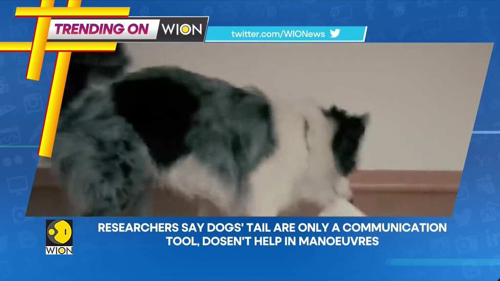 Trending on WION: Researchers say Dog's tail are only a communication tool