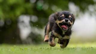 Why does the dog wag its tail? It's only a communication tool, doesn't help in manoeuvres