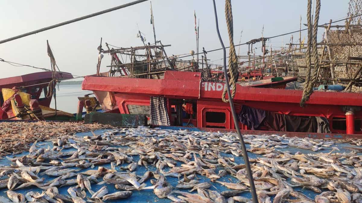 Another Russian found dead on a ship in India, third incident in a fortnight Another Russian found dead on a ship in India, third incident in a fortnight