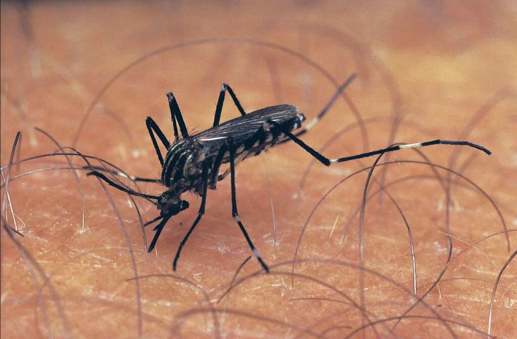 WION Climate Tracker | Mosquitoes-borne diseases boom in US, climate change aids population