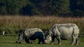 Biker chased and mauled to death by wild rhino in India's Assam - Video