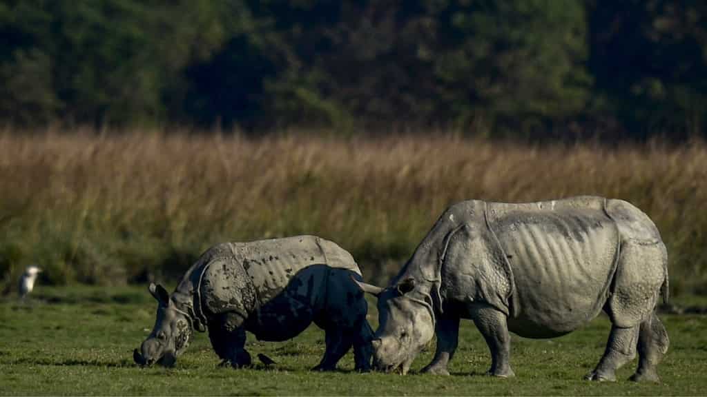 Biker chased and mauled to death by wild rhino in India's Assam - Video