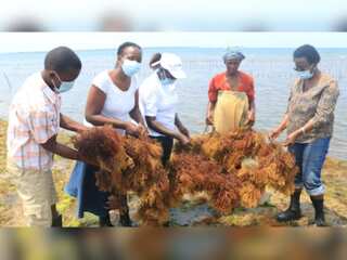 Kenyan women reaping economic rewards from seaweed farming