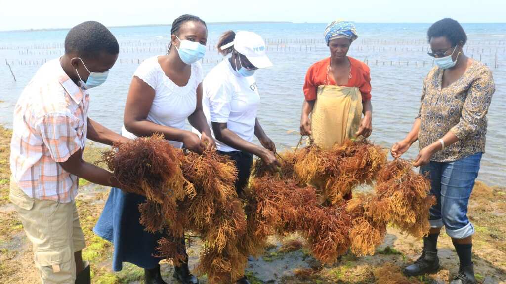 Kenyan women reaping economic rewards from seaweed farming