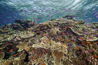 Coral bleaching, loss of food leading to ‘unnecessary’ fish fights: Marine ecologists