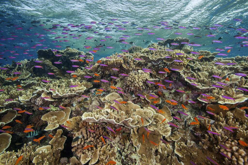 Coral bleaching, loss of food leading to ‘unnecessary’ fish fights: Marine ecologists