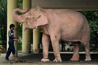 Myanmar junta claims white elephant as good omen, legitimacy for its rule
