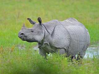 WION Climate Tracker: Assam achieves zero poaching of Rhinos