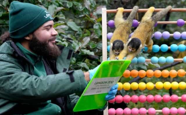 WION Climate Tracker: London Zoo begins its annual headcount of animals