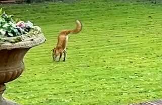Watch: Two-legged fox stuns family in the UK; video takes the internet by storm