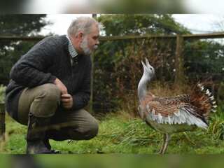 WION Climate Tracker: The return of Europe's heaviest bird