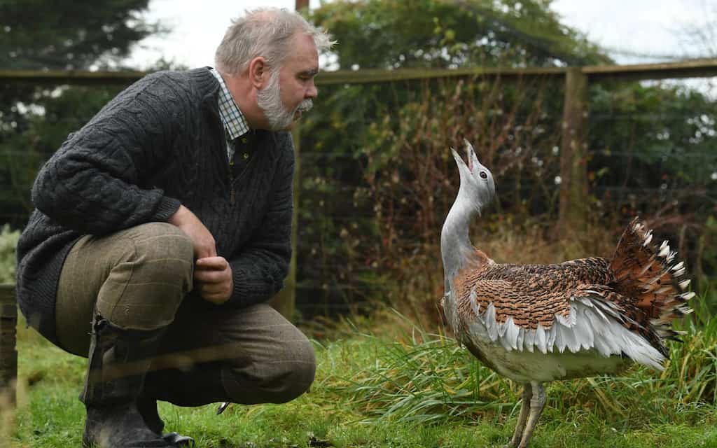 WION Climate Tracker: The return of Europe's heaviest bird