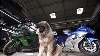 Dog aficionado in India buys Caucasian shepherd for more than $2 million