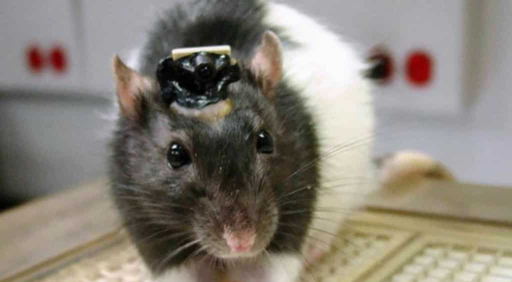 Indian scientists create ‘rat cyborgs’ for security forces' intelligence surveillance