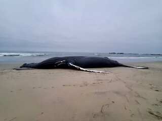 WION Climate Tracker | US: 30-foot Humpback whale washes up at a New Jersey shore