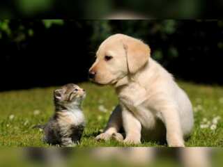 Pets help to protect your brain as you get older