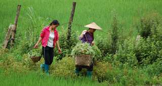 Women work harder, put in more effort than men: Study
