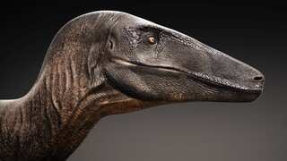 'Super exciting' find: Researchers discover four species of dinosaurs, including a potentially new one