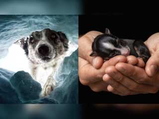 In pics | Here are the winners of International Dog Photography Awards 2022