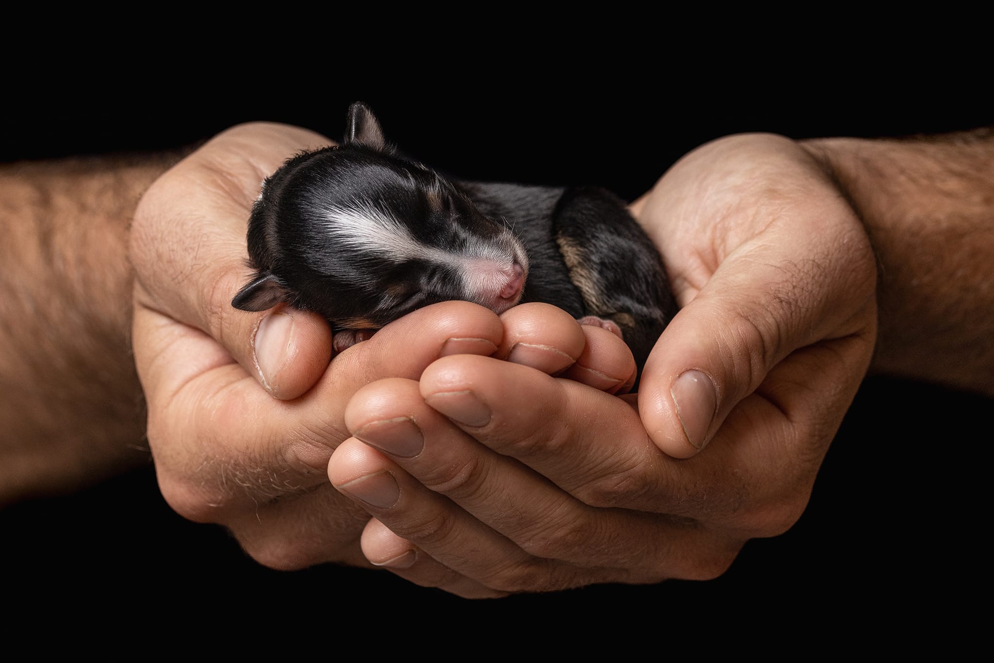 Daniela Schmid's sleeping puppy photograph.