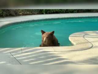 Watch: Bear takes a dip in Monrovia pool during California rain storm