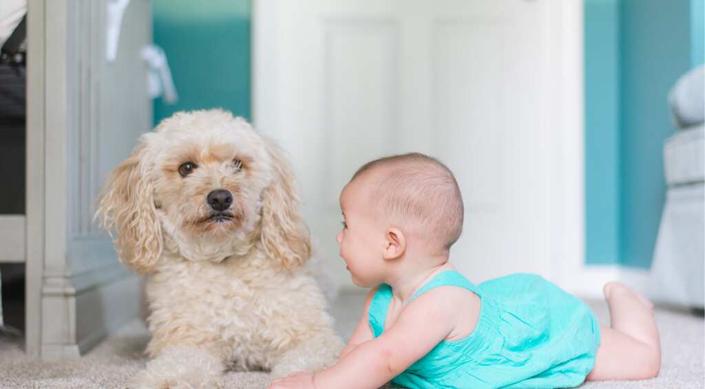 Altruism of humans towards species may have helped them thrive, suggests study