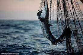 Consuming one wild fish is equivalent to month of drinking ‘forever chemicals’ water: Study