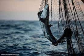 Consuming one wild fish is equivalent to month of drinking ‘forever chemicals’ water: Study