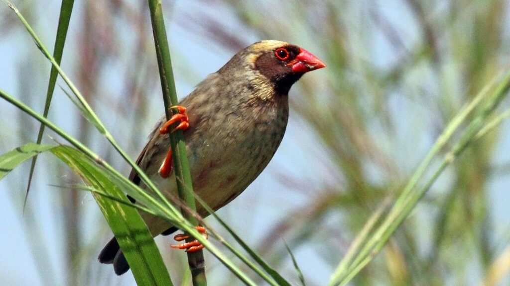Kenya declares war against millions of birds. Here's why