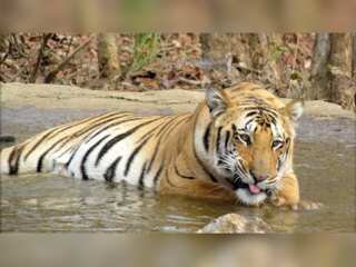 WION Dispatch: Tiger on loose in South Africa, authorities keep residents on high alert