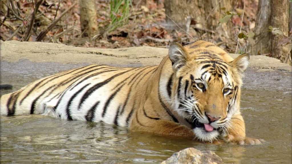 WION Dispatch: Tiger on loose in South Africa, authorities keep residents on high alert