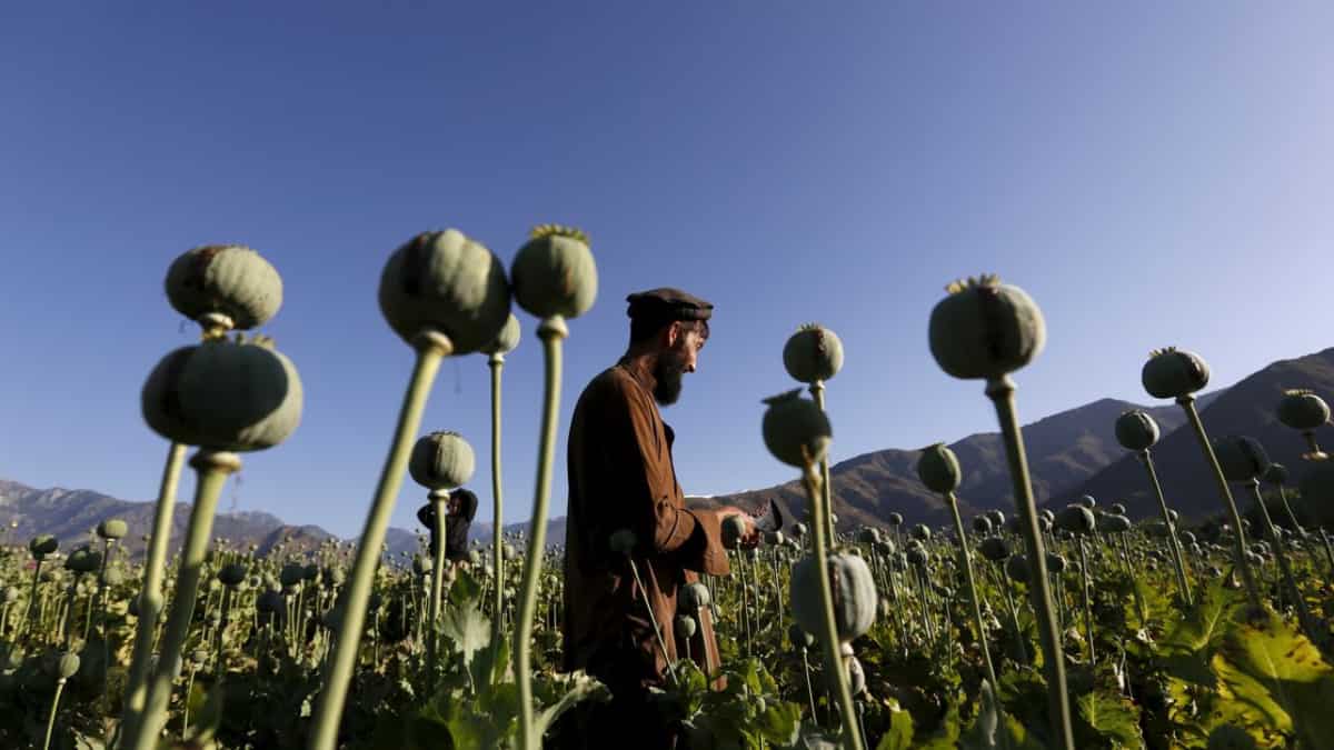 UK university helps UN develop AI programme to monitor Afghanistan’s opium cultivation UK university helps UN develop AI programme to monitor Afghanistan’s opium cultivation