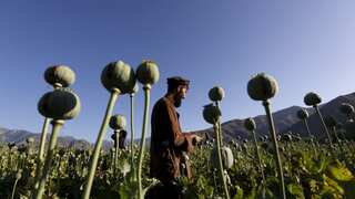 UK university helps UN develop AI programme to monitor Afghanistan’s opium cultivation