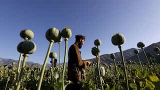 UK university helps UN develop AI programme to monitor Afghanistan’s opium cultivation