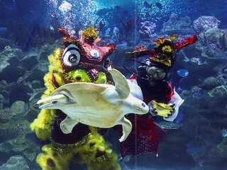 This Malaysian aquarium holds underwater lion dance ahead of Lunar New Year festival