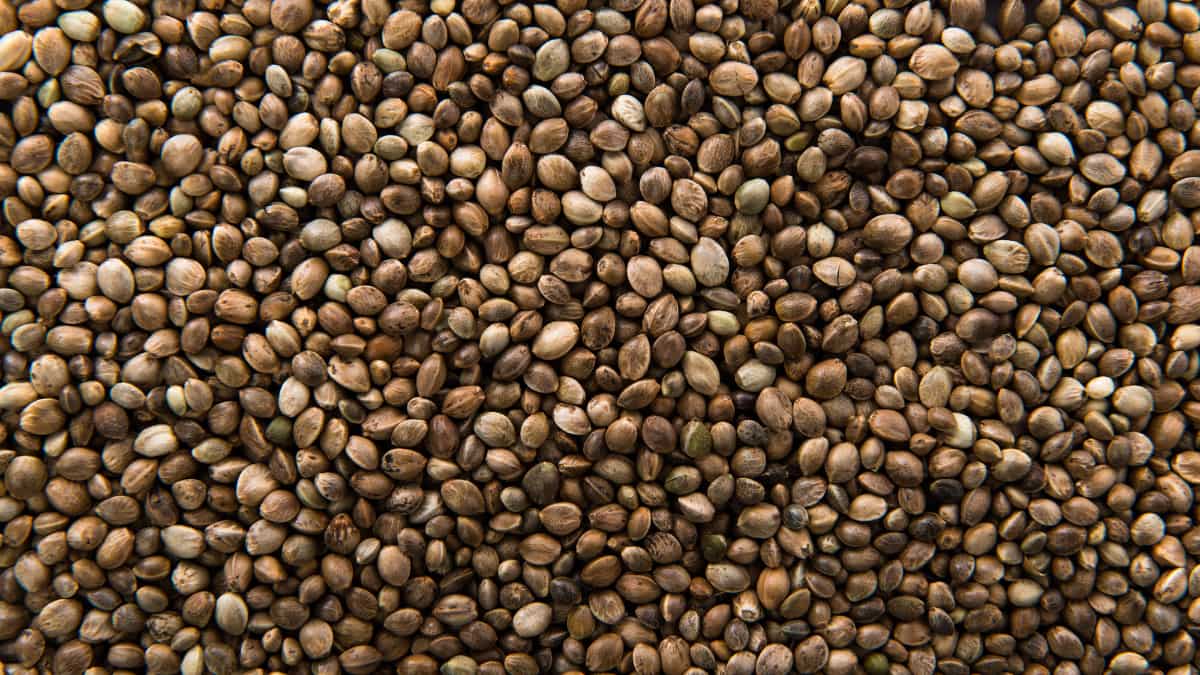Hemp seeds