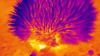 Echidnas use snot bubbles and belly flops to beat the heat in Australian summers, research finds