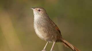 AI model rediscovers Australian Bristlebird feared lost since 2020 bushfires