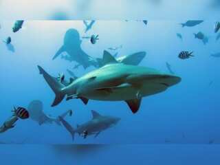WION Climate Tracker: Sharks and Rays in reefs under threat