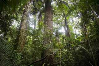 Report: Two billion tonnes of global carbon dioxide removed annually