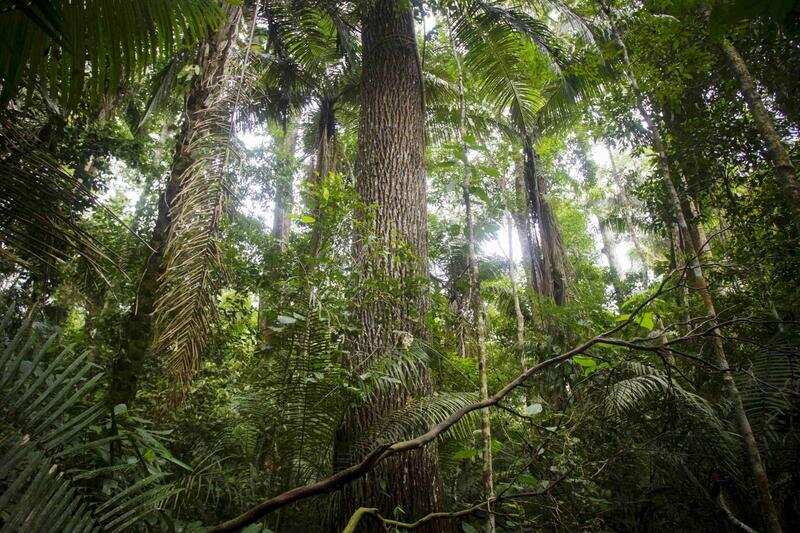 Report: Two billion tonnes of global carbon dioxide removed annually