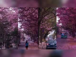 In pics: Looking like Japan? This is Bengaluru painted in pink with cherry blossom-like flower