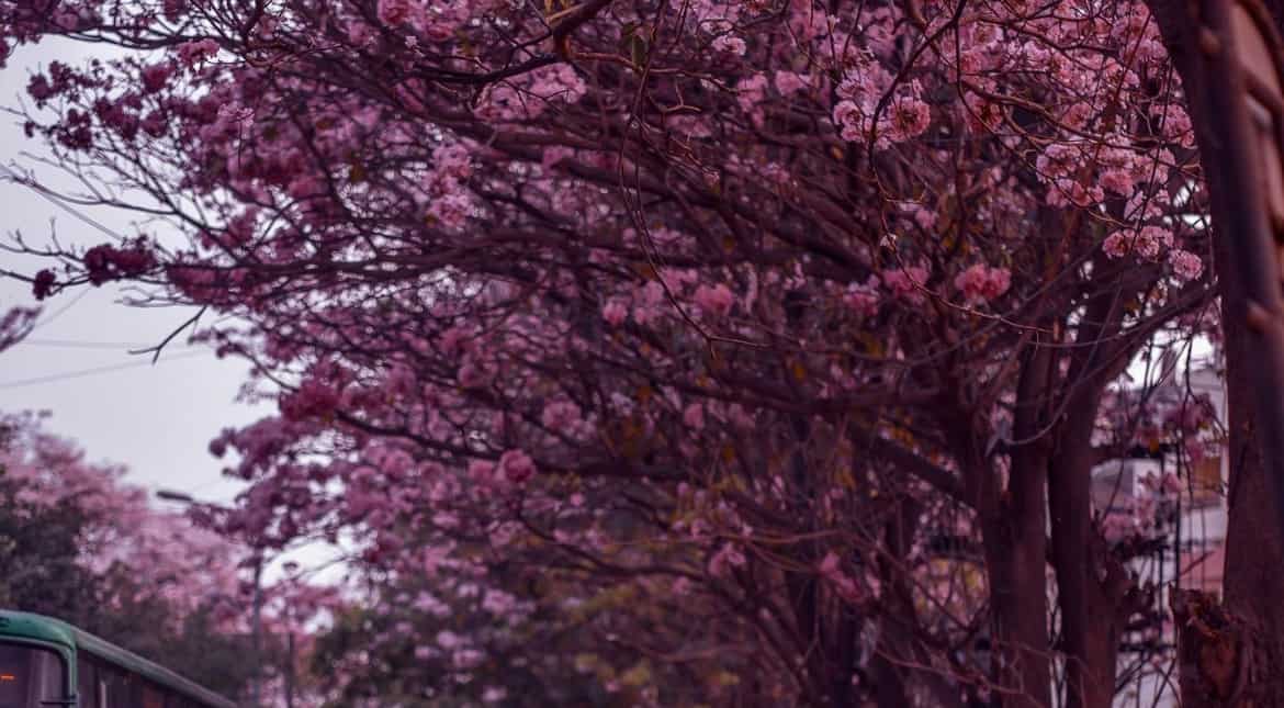 Twitteratis in delight to see the 'pink season'