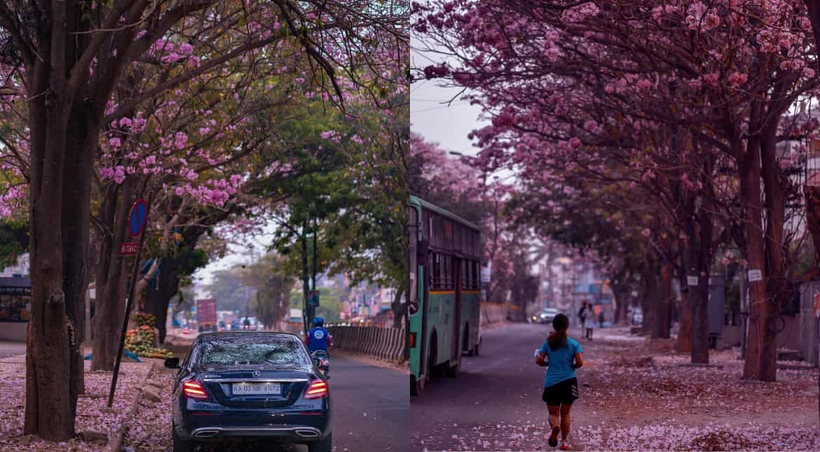 Breathtaking, magnificent blossom