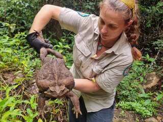 ‘Toadzilla’: Australian Rangers find 'monster' cane toad weighing 2.7kg