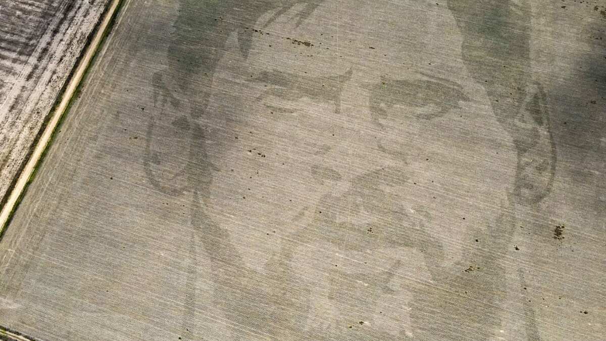 Argentine farmer plants Messi's face in cornfield as tribute for the World Cup triumph Argentine farmer plants Messi's face in cornfield as tribute for the World Cup triumph
