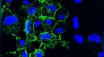 Genetically modified bacteria could treat lung infections, reveals study