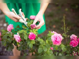 Gardening helps reduce cancer risk: Study