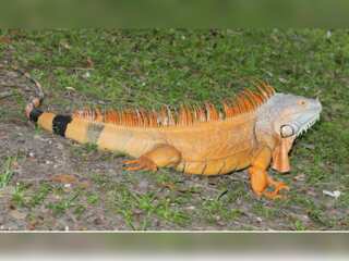 WION Climate Tracker: Yellow Iguana population on the rise